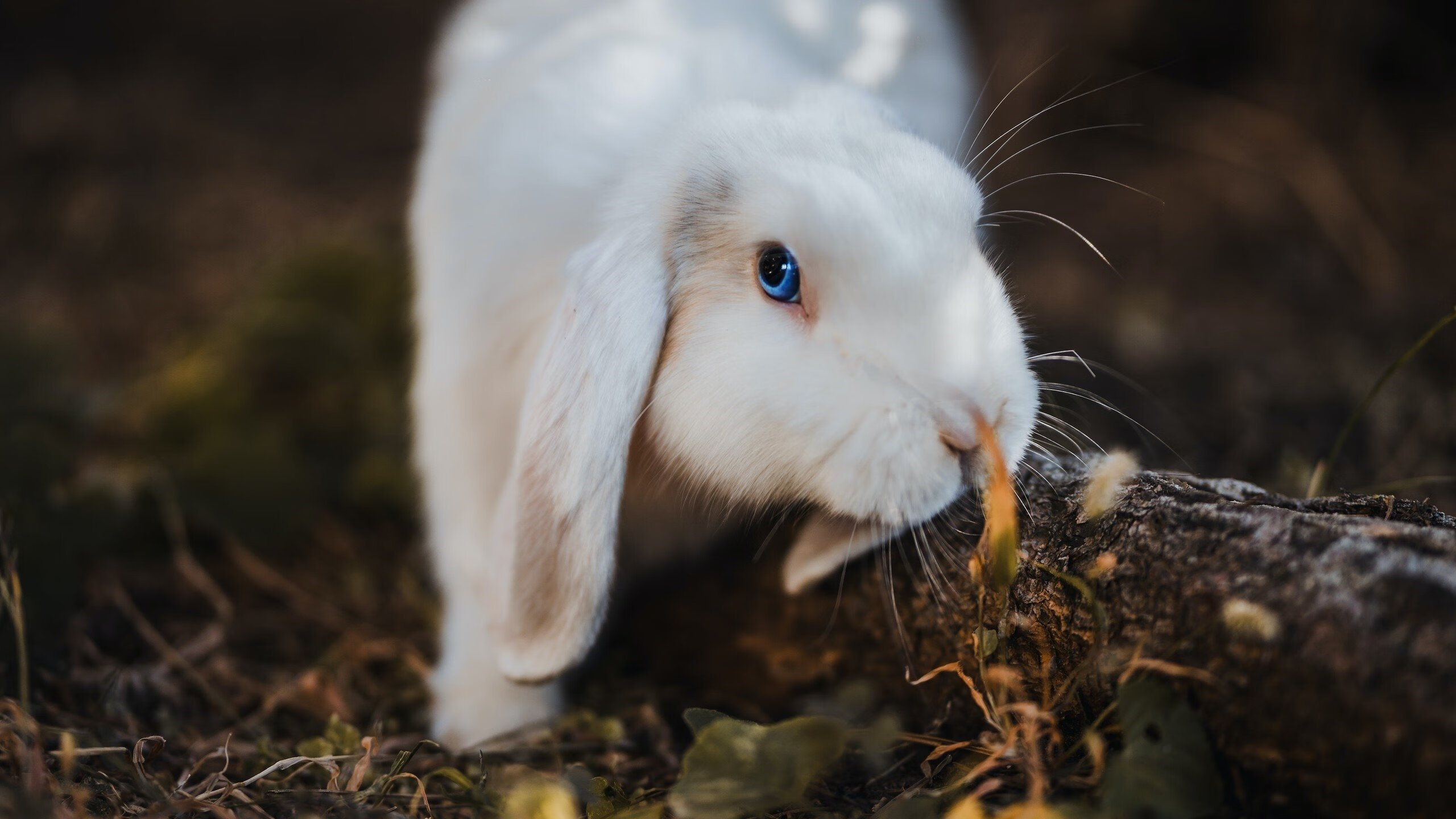 阿圭罗持续制造杀伤，威尔士血拼委瑞拉，绿茵场上的两种生存哲学
