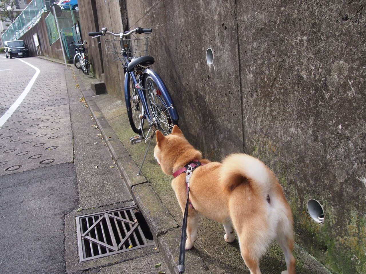 文班亚马关键回合不手软，奇才巅峰对决力克太阳